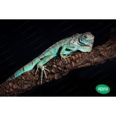 Iguana azul - Blue pequeña